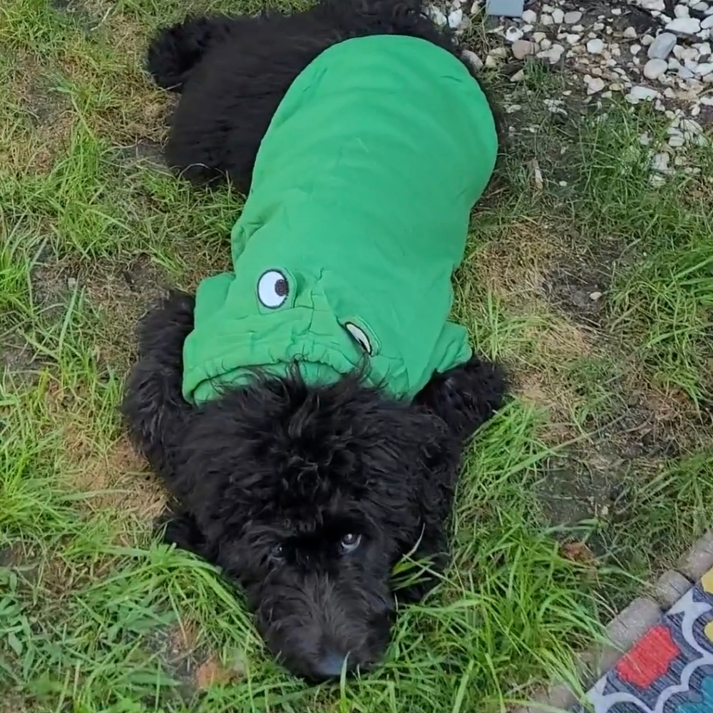 Dog Frog Hoodie